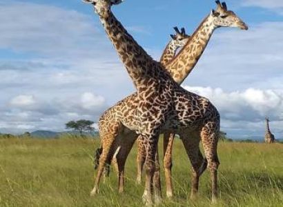 DAY TRIP -MIKUMI NATIONAL PARK