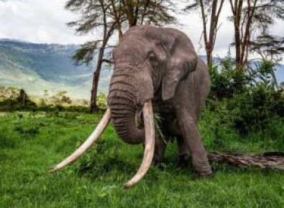 Arusha National Park Full-Day Safari