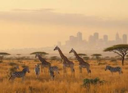 Half Day Nairobi National Park + Elephant Orphanage