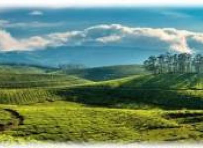 Munnar and Alleppey Tour