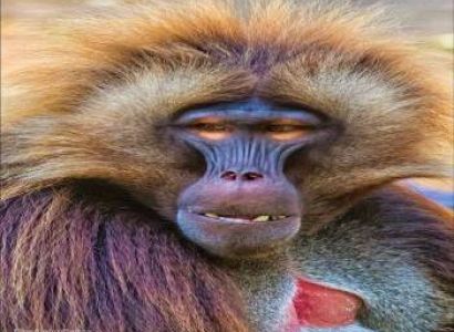 Debre Libanos & Portuguese Bridge Tour – Nature, History & Wildlife In One Day