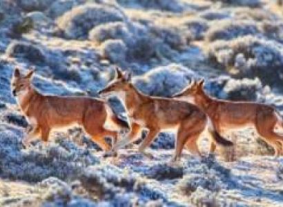 3 Days Bale Mountains Safari