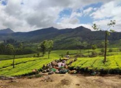 3N - 4D Munnar - Alleppey Tour