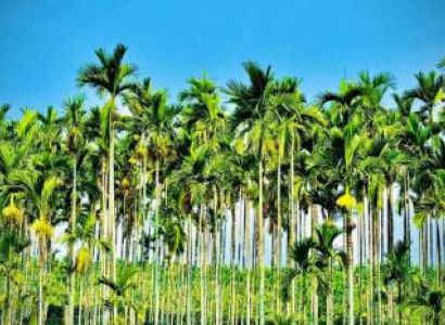 Fantastic Coorg Holiday Tour