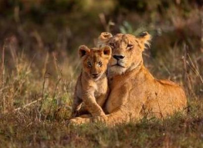 Majestic Gujarat - A Journey Through Culture - Wildlife Tour
