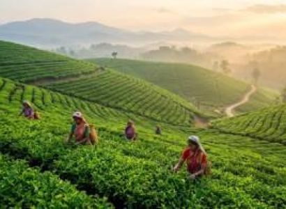 Kochi & Kovalam & Thekkady & Alleppey & Munnar 8 Days Budget Tour Package
