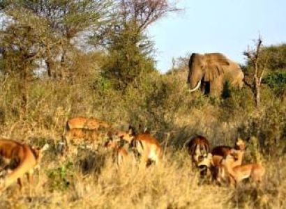 Tarangire Day Tour - Elephants & Wildlife Adventure