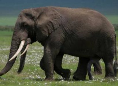 Arusha National Park Day Tour