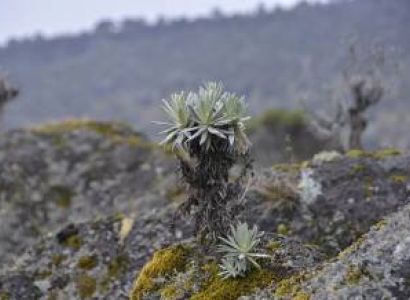 Machame Route 6 Days - Kilimanjaro Trek Adventure Tour