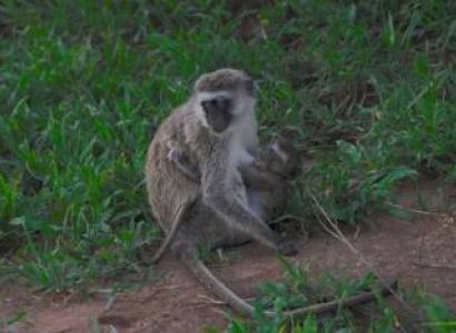Serengeti National Park Safari 4 Days Private Tour