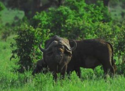 Tarangire National Park Safari Tour