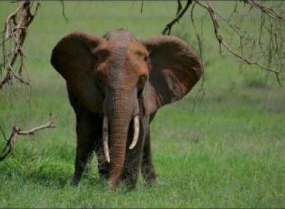 Lake Manyara National Park Safari Tour
