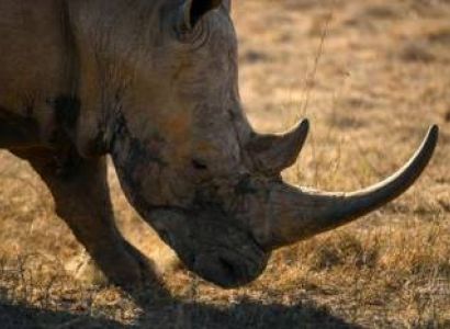 5-Day Best Of Kenya Luxury Safari Tour