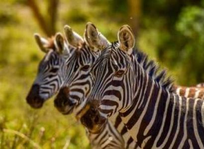 11-Day Grand Kenya Luxury Safari Tour