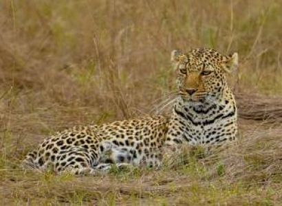 7-Day Kenya Big Five Private Safari Journey Tour