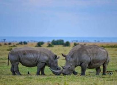 8-Day Kenya Wildlife Safari Adventure Tour