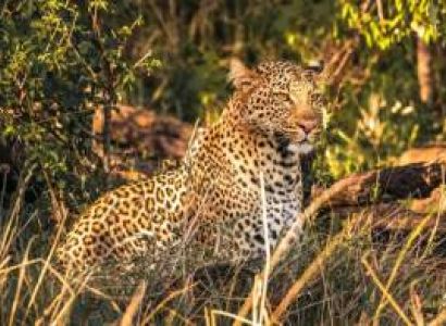 9-Day Premium Kenya Safari Adventure Tour