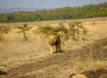 8 Days Kenya–Tanzania Private Safari Tour