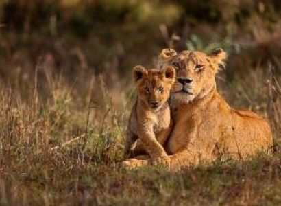6 Days Luxury Kenya Safari Package