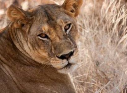 4WD Safari to Mikumi National Park