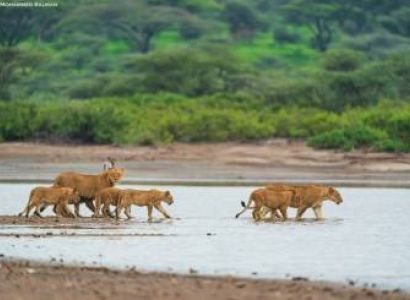 Day Trip Safari To Mikumi National Park From Zanzibar