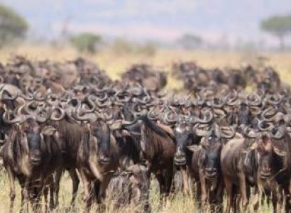 Wildebeest Migration 5 Days Tour