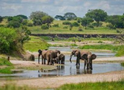 4 Days Mikumi And Saadani National Park Safari Tour