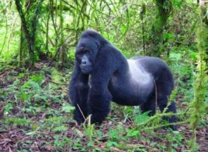 5 Day Gorilla Trekking and Wildlife Safari