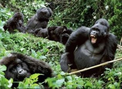 5 Day Gorilla Trekking and Wildlife Safari