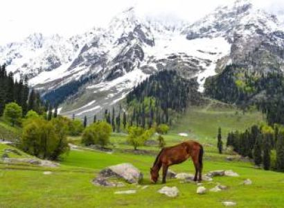 Discover Kashmir Tour