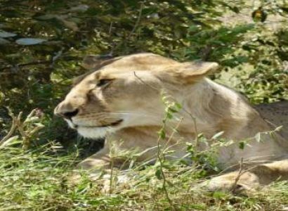 4 Days In The Mara Tour