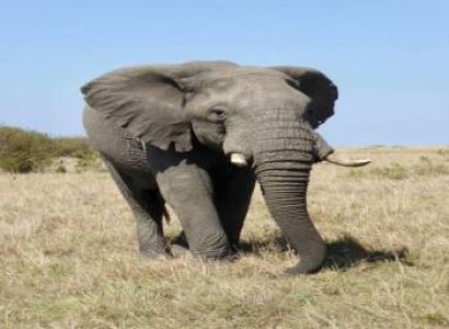 The Big Five Tour