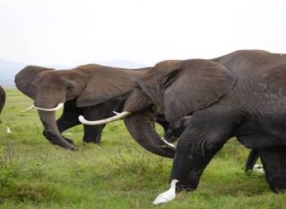 8 Days In Amboseli - Tsavo East - Tsavo West And The Kenyan Coast Tour