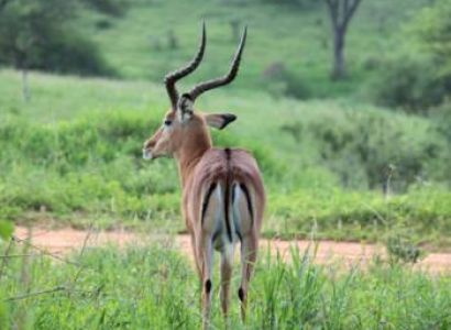 4 Days Private Safari Tour