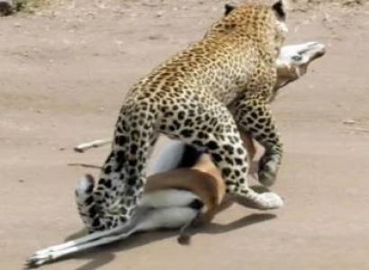 2 Nights 3 Days  Combo holiday safari- Beach to Bush