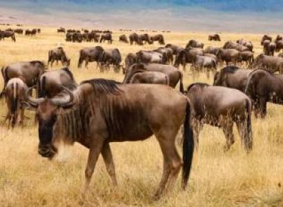 2 Nights 3 Days Combined Serengeti National Park and Ngorongoro Crater Tour