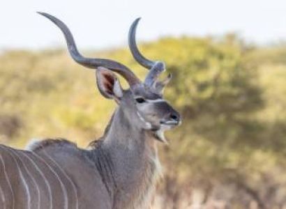 Fly-in Day Trip from  Zanzibar Island to Mikumi National Park