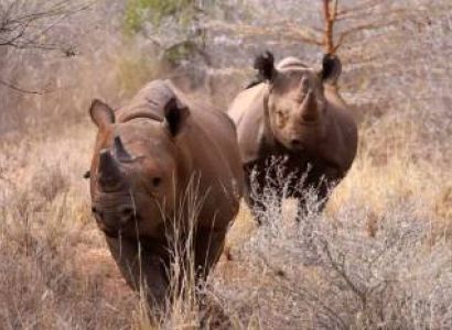 3 Nights 4 Days Mkomazi National Park