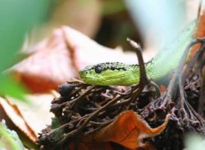 Arusha Day Trip Meserani Snake Park & Arusha Giraffe Center, a Walking Tour with Giraffe