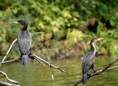 Bird watching tour of Lake Duluti  in Arusha