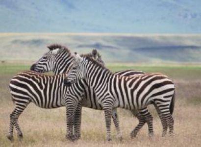 2 Nights 3 Days Tarangire and Ngorongoro Crater -drop Off Arusha Airport
