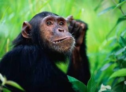 3 Days 2 Night Chimpanzee Trekking Gombe National Park