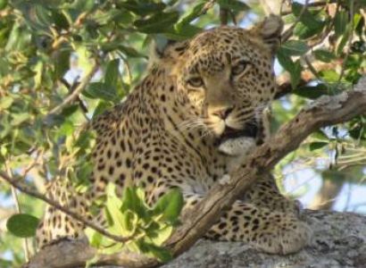 7 nights 8 Days Safari Tanzania- (Solo Traveler -1 pax)