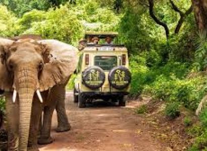 Kenya - Tanzania Safari Combo 7N 8D Tour