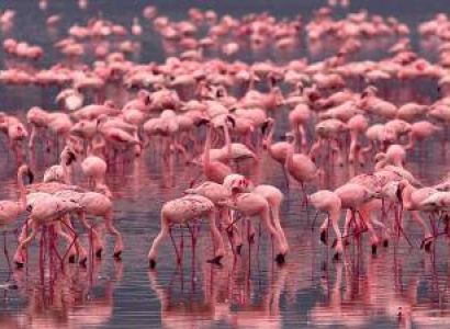 Day Trip To Lake Nakuru And Lake Naivasha