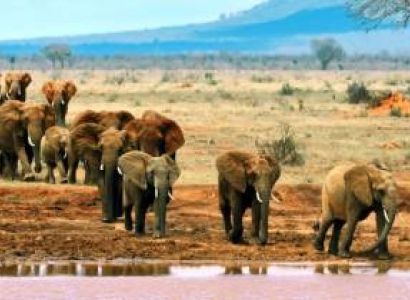 Day Trip To Tsavo East National Park