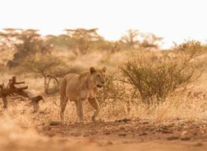 5 Days Amboseli - Tsavo Safari Tour