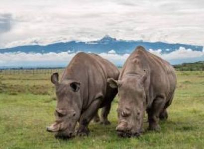 5 Days Maasai Mara - Lake Nakuru - Ol pejeta Tour
