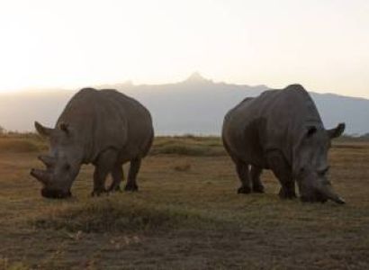 3 Days Ol-Pejeta Group Joining Safari Tour