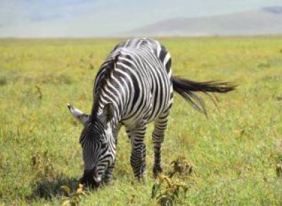 7 Days Tanzania Safari & Zanzibar Beach Holid